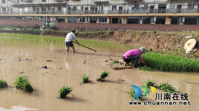合江县:谷雨时节春耕忙(图5) 春5.jpg
