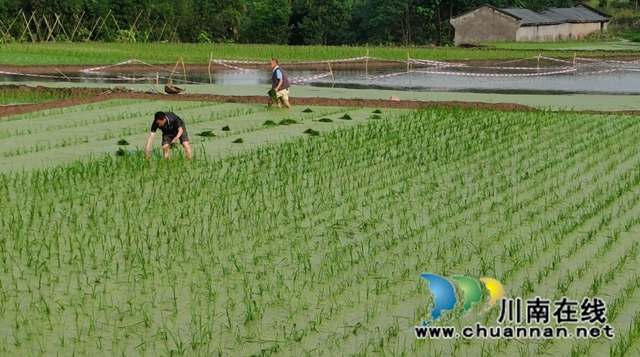 合江县:谷雨时节春耕忙(图6) 春6.jpg