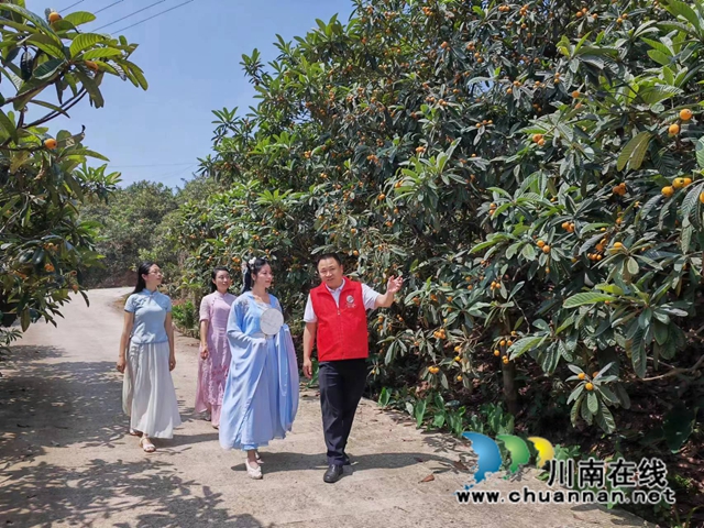 泸县:白龙塔枇杷熟了,乡村游热起来!(图3) 陈军为游客介绍(曾佐然摄).jpg