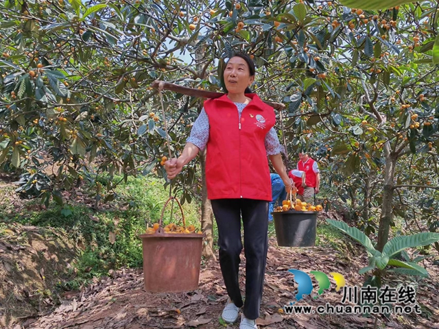 泸县:白龙塔枇杷熟了,乡村游热起来!(图2) 采摘枇杷(曾佐然摄).jpg