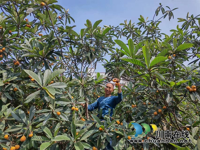 泸县:白龙塔枇杷熟了,乡村游热起来!(图5) 村民采摘枇杷(曾佐然摄).jpg