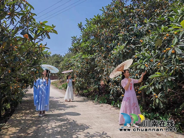 泸县:白龙塔枇杷熟了,乡村游热起来!(图6) 枇杷林成为打卡地(曾佐然摄).jpg