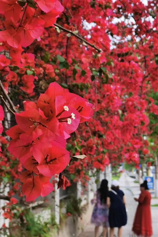 好多人打卡!内江城区的“红色瀑布”火出圈啦(图1) 1.jpg