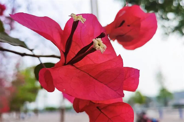 好多人打卡!内江城区的“红色瀑布”火出圈啦(图2) 2.jpg