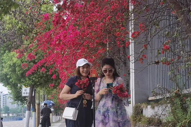 好多人打卡!内江城区的“红色瀑布”火出圈啦(图4) 4.jpg