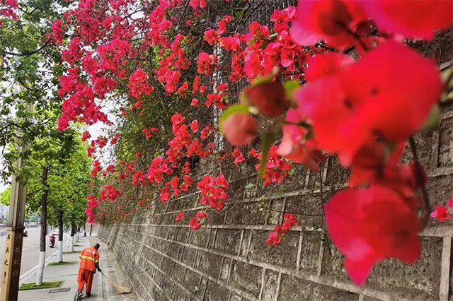 好多人打卡!内江城区的“红色瀑布”火出圈啦(图7) 7.jpg