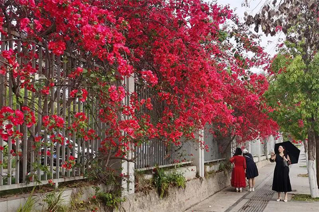 好多人打卡!内江城区的“红色瀑布”火出圈啦(图6) 6.jpg