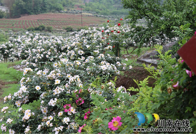 合江县尧坝镇:刺梨花开送春归 增收致富希望来(图1) 1.jpg