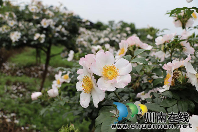 合江县尧坝镇:刺梨花开送春归 增收致富希望来(图3) 2.jpg