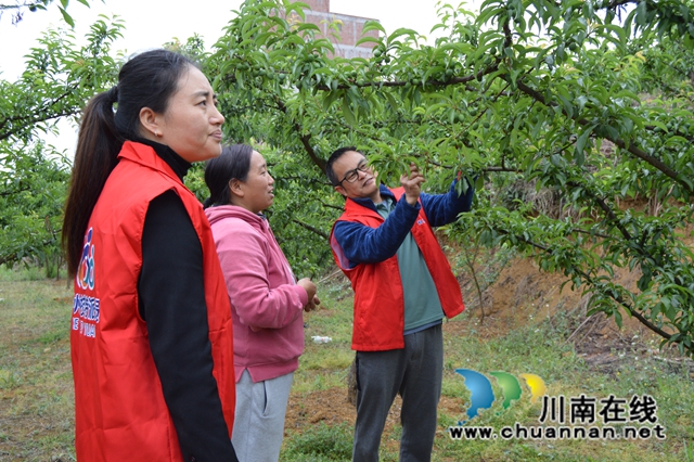 科技特派指导李子树修枝.JPG