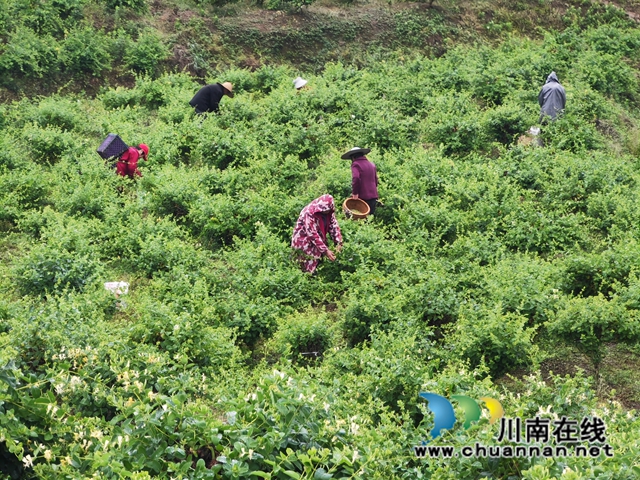 村民采摘金银花2（曾佐然摄）.jpg