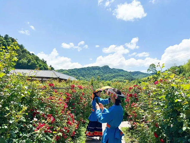 百亩玫瑰盛放!带你去泸州这处花海迷宫逛一逛(图13) 13.jpg