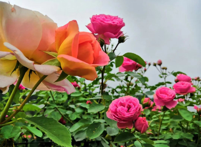 百亩玫瑰盛放!带你去泸州这处花海迷宫逛一逛(图16) 16.jpg