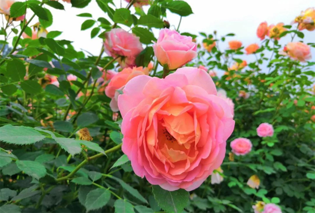 百亩玫瑰盛放!带你去泸州这处花海迷宫逛一逛(图15) 15.jpg