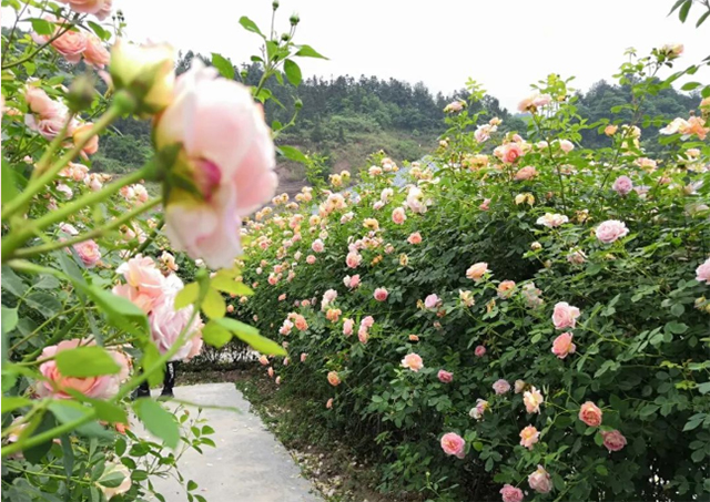 百亩玫瑰盛放!带你去泸州这处花海迷宫逛一逛(图5) 5.jpg