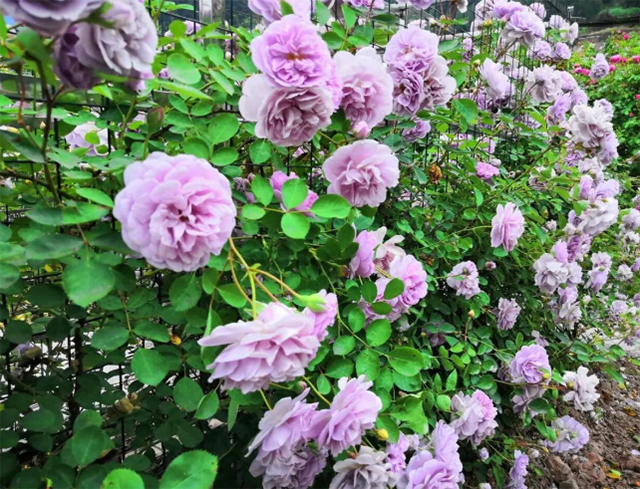 百亩玫瑰盛放!带你去泸州这处花海迷宫逛一逛(图8) 8.jpg