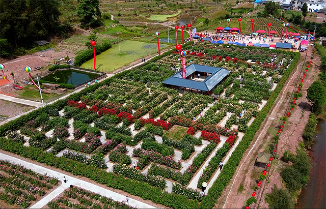 百亩玫瑰盛放!带你去泸州这处花海迷宫逛一逛(图9) 9.jpg