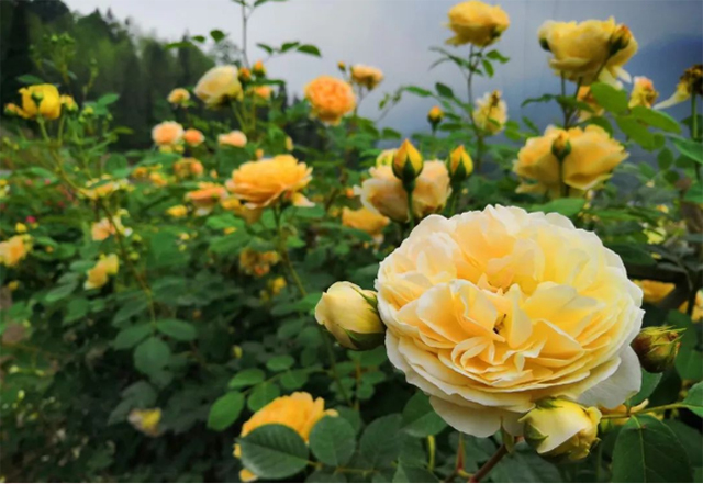 百亩玫瑰盛放!带你去泸州这处花海迷宫逛一逛(图12) 12.jpg