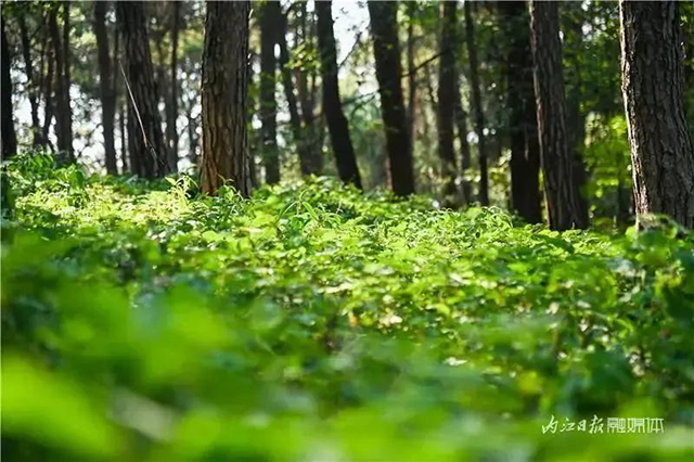 【“趣”享五一,奇遇内江】何必去黄山睡厕所,内江这些山风景一样的好——(图4) 4.jpg