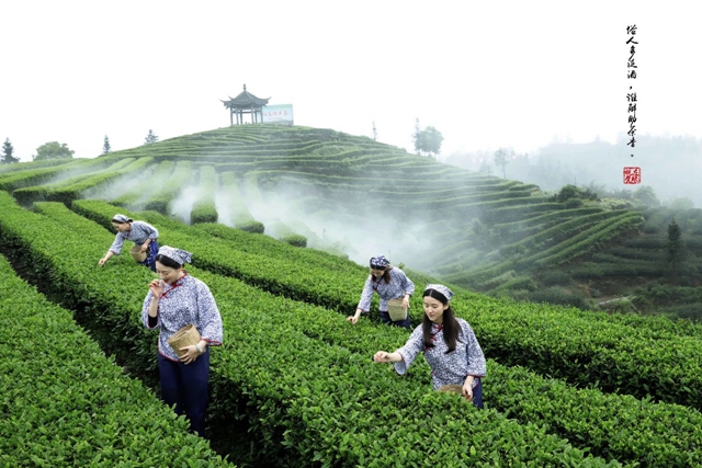 关注｜共品高山、有机纳溪特早茶，5 月11日-14日成都约