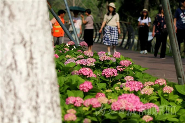 快来看!内江大自然“抛”绣球了(图3) 3.jpg