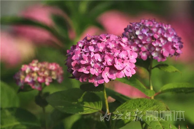 快来看!内江大自然“抛”绣球了(图4) 4.jpg