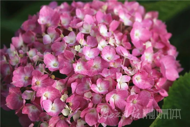 快来看!内江大自然“抛”绣球了(图2) 2.jpg