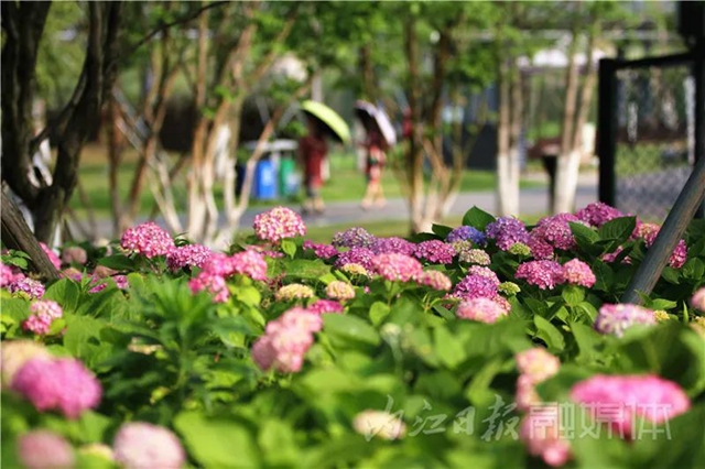 快来看!内江大自然“抛”绣球了(图1) 1.jpg