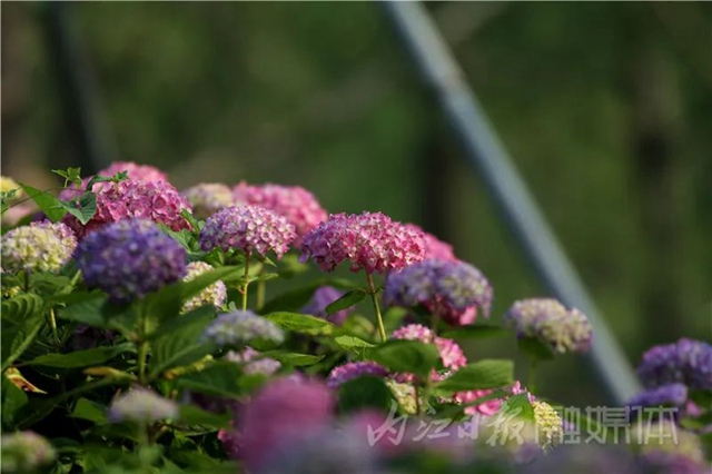 快来看!内江大自然“抛”绣球了(图7) 7.jpg