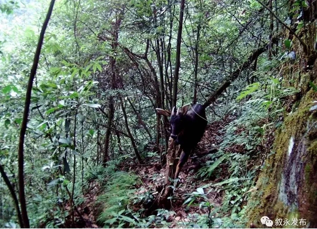 首次发现!国家一级重点保护野生动物林麝现身叙永(图3) 3.jpg