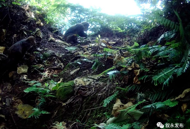 首次发现!国家一级重点保护野生动物林麝现身叙永(图4) 4.jpg