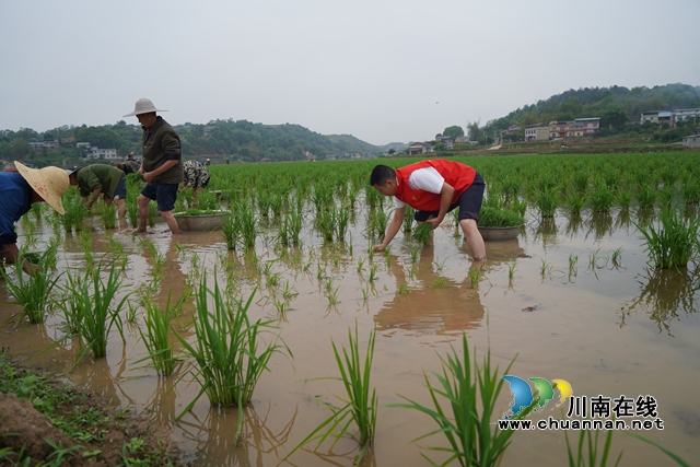 泸县海潮镇:百亩水稻插秧忙,美丽乡村披绿装(图4) 微信图片_20230508164335.jpg