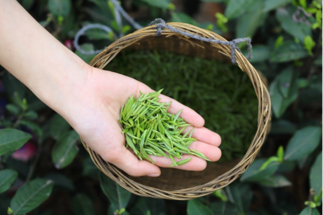 宜宾：1000万元消费券！春季茶博会马上来啦，七大亮点提前看