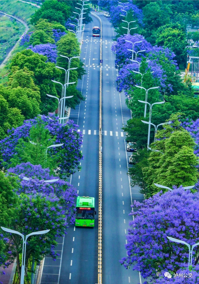 不可错过的夏日浪漫,泸州公交载您邂逅蓝花楹(图2) 2.jpg