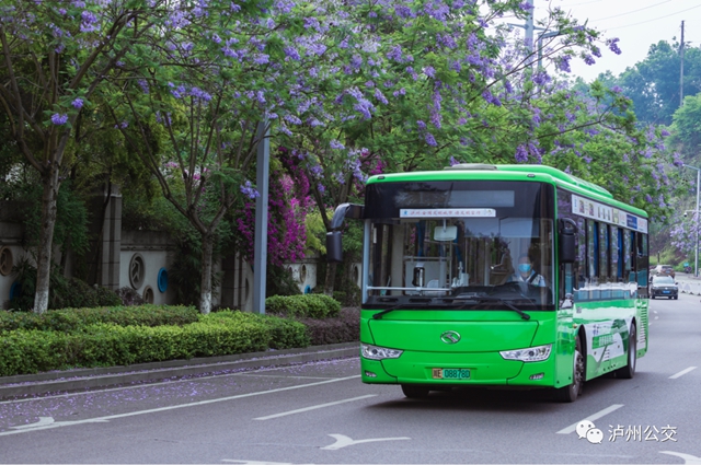 不可错过的夏日浪漫,泸州公交载您邂逅蓝花楹(图3) 3.jpg