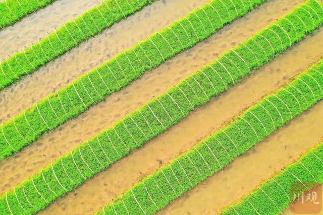 泸州大春作物播种完成近八成