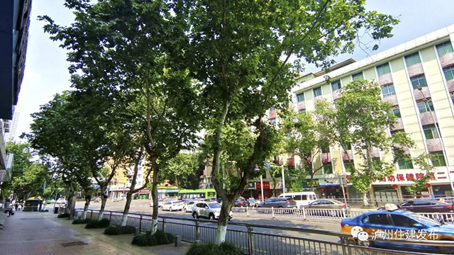 注意啦 | 江阳区中心半岛10余条道路的行道树拟修剪排危