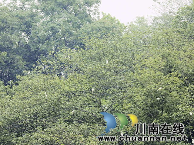 龙马潭:白鹭翩飞“绘”生态画卷(图1) 4.jpg