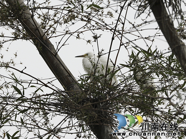 龙马潭:白鹭翩飞“绘”生态画卷(图2) 5.jpg