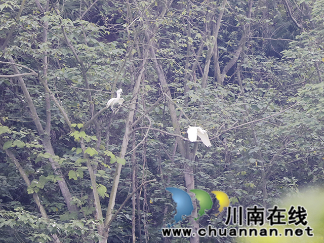 龙马潭:白鹭翩飞“绘”生态画卷(图4) 2.jpg