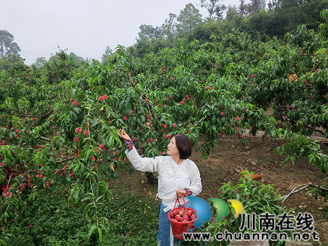 农场主陈定素采摘桃子（曾佐然摄）.jpg