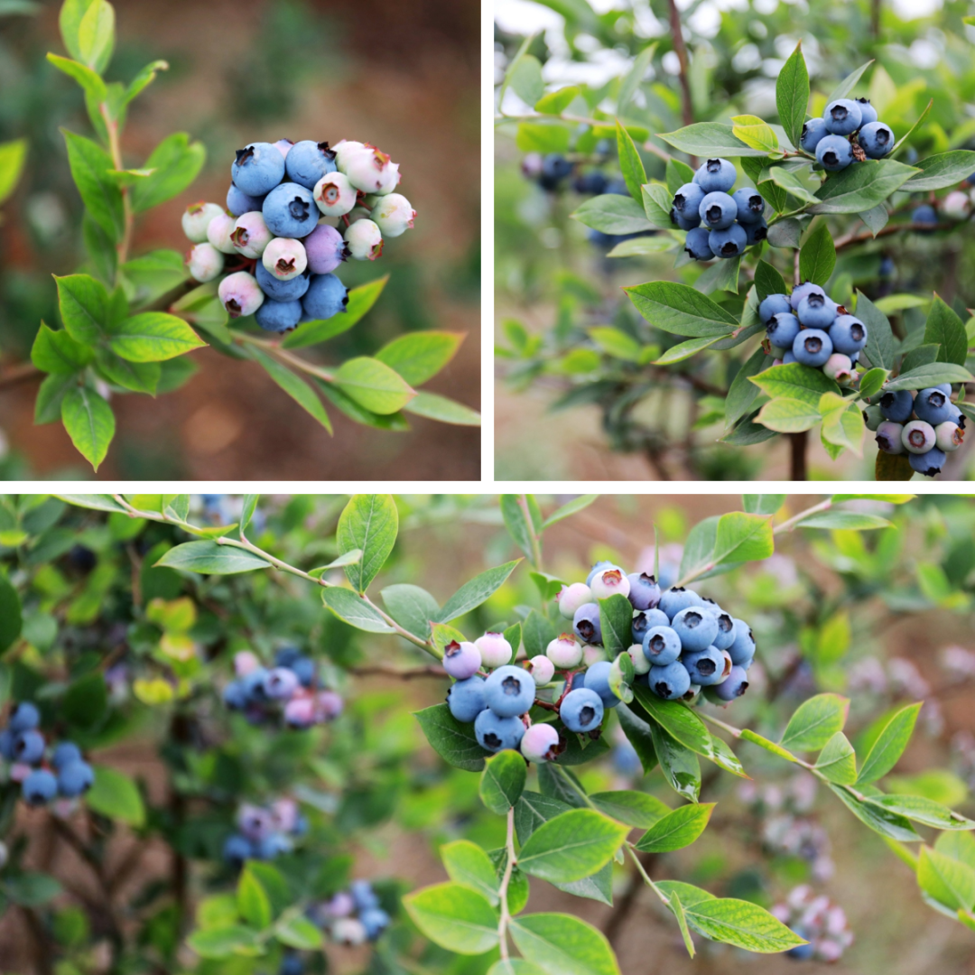 采摘、赏花两不误~泸州公交伴您轻松过周末（附详细乘车线路）