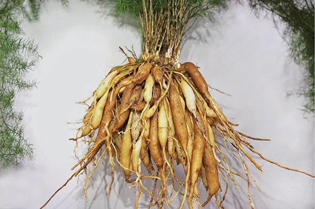 内江天冬，全省第一！