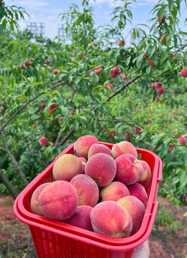 「水果采摘地图」出炉 泸州公交这些线路轻松到达