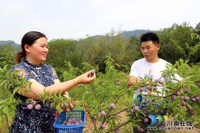 3.游客潘玉霞迎着清晨的第一缕阳光，便早早来到了李子园内，伴随林间鸟儿的轻声鸣唱，穿行其间采摘、筛选、打包成熟的脆红李，现场一派繁忙景象。“果子又脆又新鲜，酸甜适中，味道不错。尤其是在这个季节，放到冰箱冷冻后再拿出来吃，很解暑。”.JPG