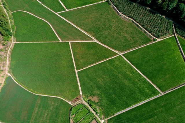 四化同步 城乡融合 | 纳溪:丰足“粮仓” 端稳“饭碗”(图1) 微信图片_20230609113231.jpg