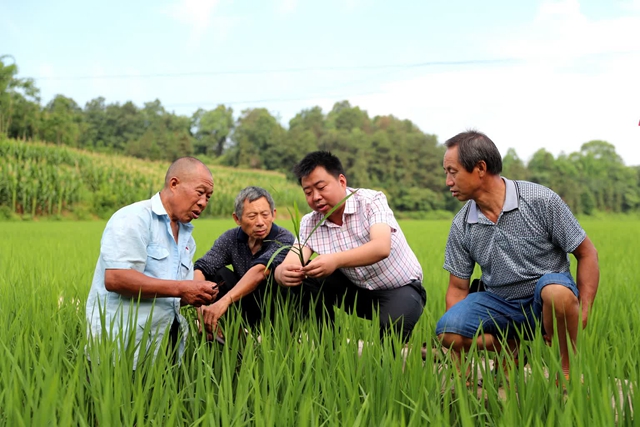 四化同步 城乡融合 | 纳溪:丰足“粮仓” 端稳“饭碗”(图3) 微信图片_20230609112554.jpg