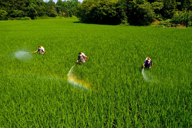 四化同步 城乡融合 | 纳溪:丰足“粮仓” 端稳“饭碗”(图4) 微信图片_20230609112559.jpg