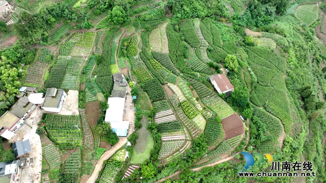 古蔺:县城周边有个“高山蔬菜村”(图2) 微信图片_20230609165217.jpg