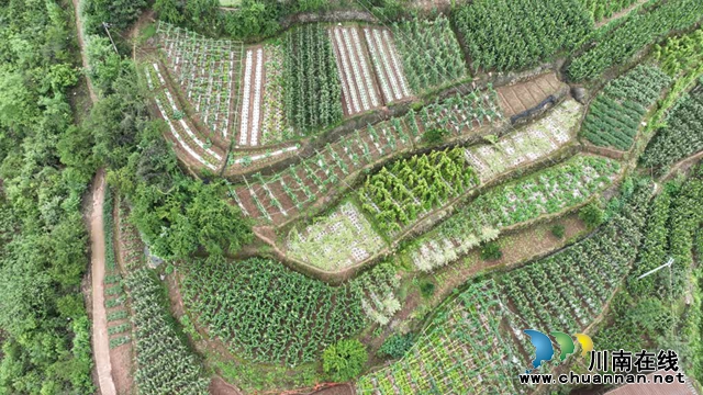 古蔺:县城周边有个“高山蔬菜村”(图3) 微信图片_20230609165220.jpg
